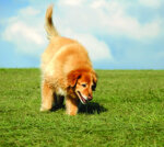 Pet Friendly campsites