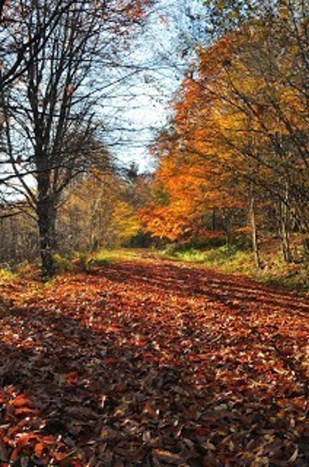 Camping In The Forest A Survival Guide by Alan Rogers