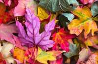autumn leaves