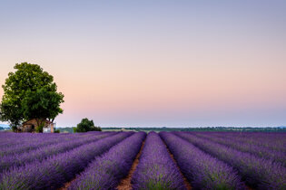 Lavender fields of Provence