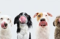 Canine campers
