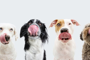 Canine campers