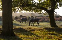 New Forest Ponies
