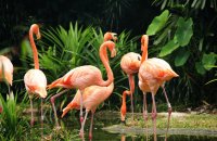 Flamingos
