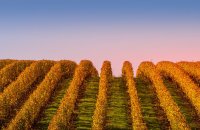 Vineyard