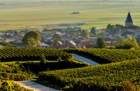 Champagne-Ardenne vineyards