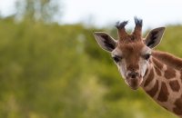 Giraffe at zoo