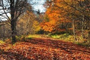 camping in the forest