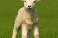 lamb