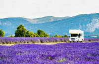 Drive through fields of purple in Provence