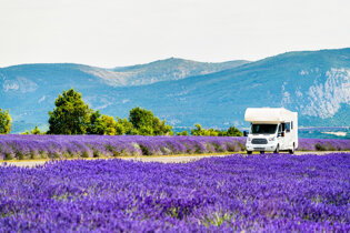 Drive through fields of purple in Provence