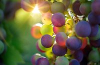Grapes - Vineyard