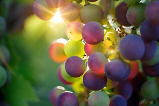 Grapes - Vineyard