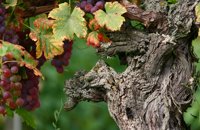 Alsace Wine Grapes