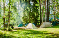 Forest camping