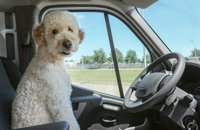 Pet sickness abroad