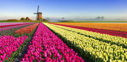 Tulip field