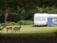Longbeech Camping in the Forest