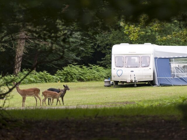 Longbeech Camping in the Forest