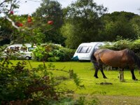 Ocknell Camping in the Forest
