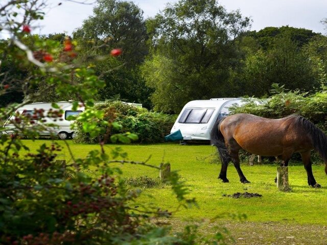 Ocknell Camping in the Forest