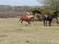 Aldridge Hill Camping in the Forest