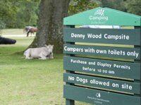Denny Wood Camping in the Forest