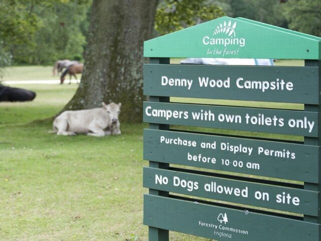 Denny Wood Camping in the Forest