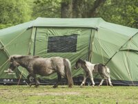 Hollands Wood Camping in the Forest