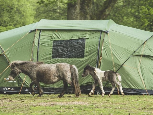 Hollands Wood Camping in the Forest