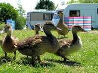 Fairfields Farm Caravan & Camping Park
