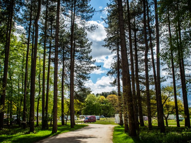 Sherwood Pines Camping in the Forest