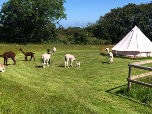 Glyncoch Isaf Farm Camping