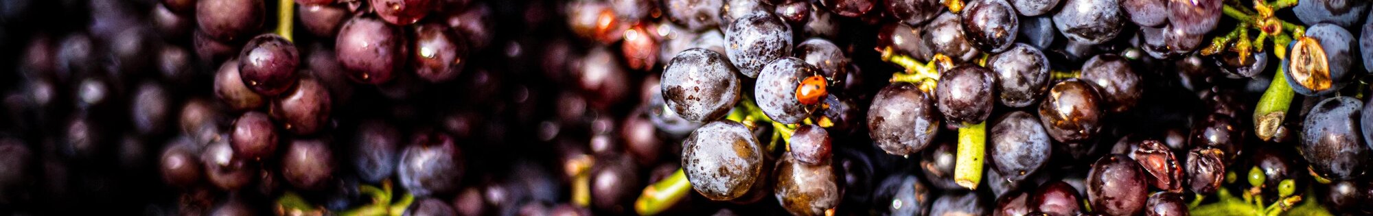 Burgundy Cuisine background image