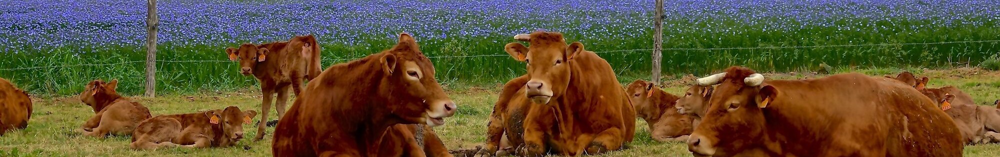 History of Limousin background image