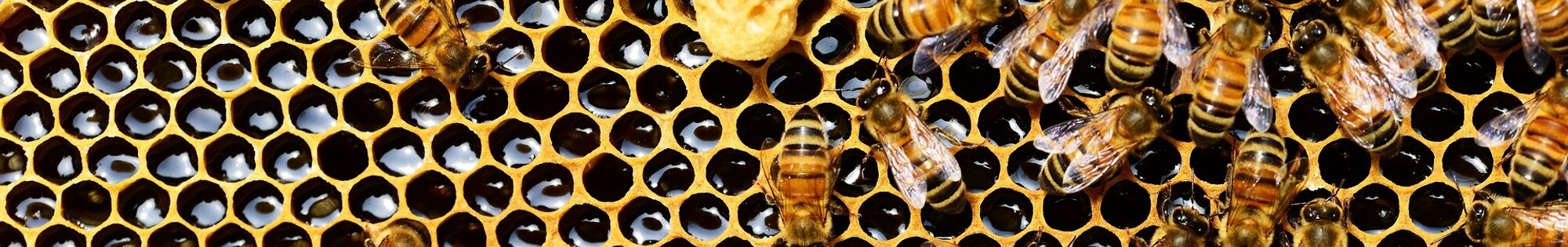 Corsican Cuisine background image