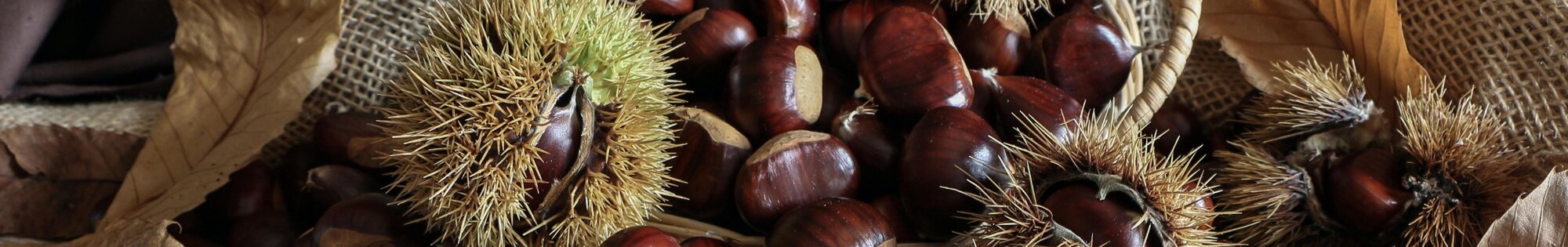 The Cévennes background image