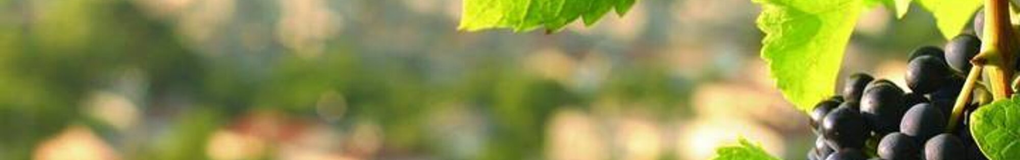 Loire Valley Wine Map background image