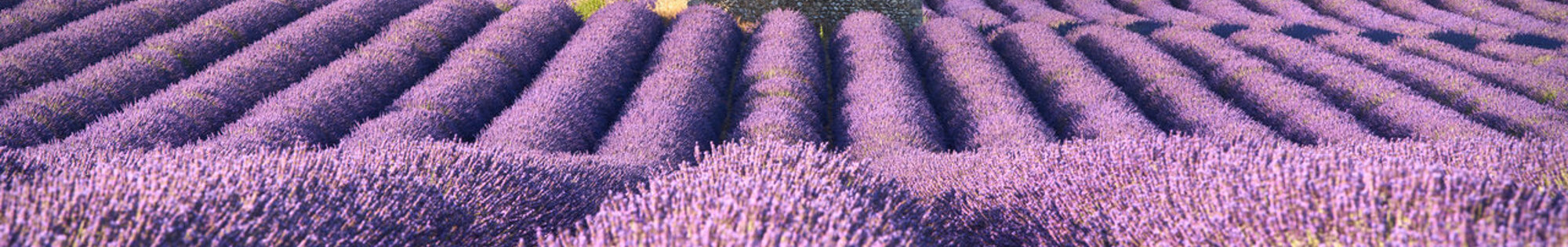 Scents of Provence background image