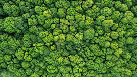 The Green Hub