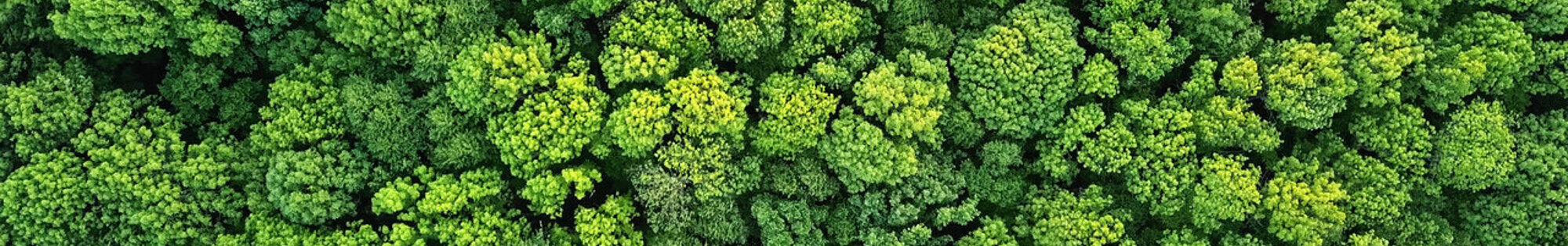 The Green Hub background image