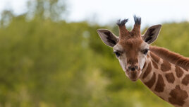 The Best Zoos to visit in Europe