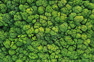 Trees from above