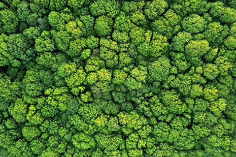 Trees from above