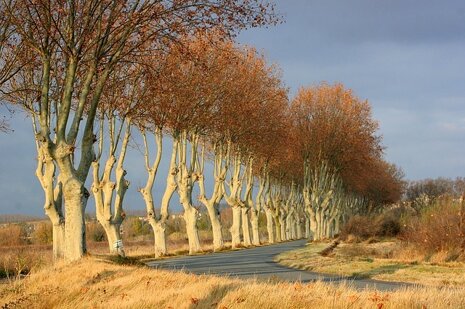 A tree-lined road in Languedoc-Roussillon