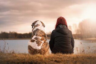 Wales Pet Friendly
