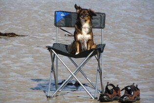 Campsites that welcome pets