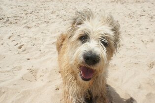 Camping with pets in Portugal