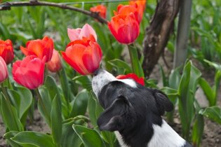 Taking your pets camping in the Netherlands
