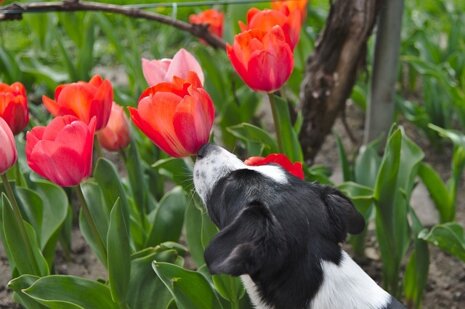 Taking your pets camping in the Netherlands